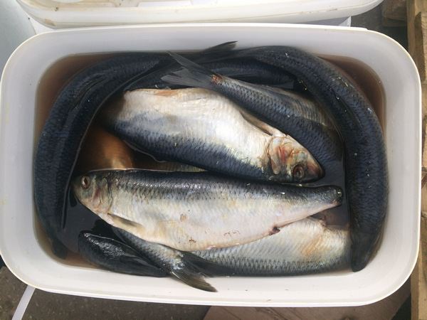 К чему снится соленая рыба: к добру или к худу?