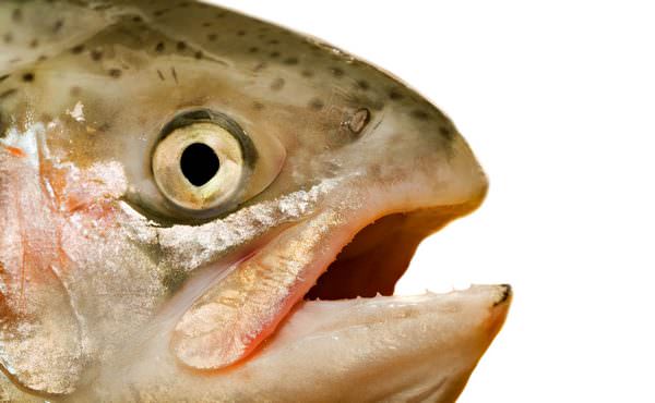 К чему снится копченая рыба: хочется вкусненького?