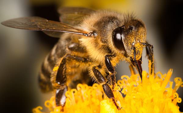 к чему снятся пчелы